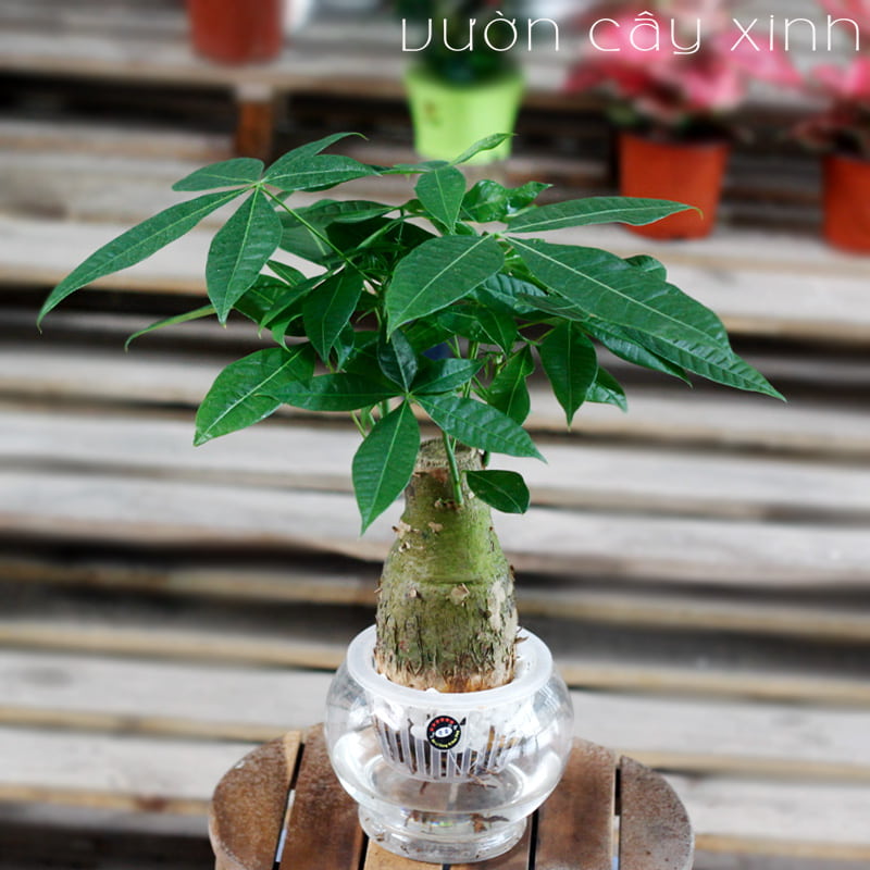 Cây kim ngân thủy sinh để bàn - Cây Phong Thủy để bàn