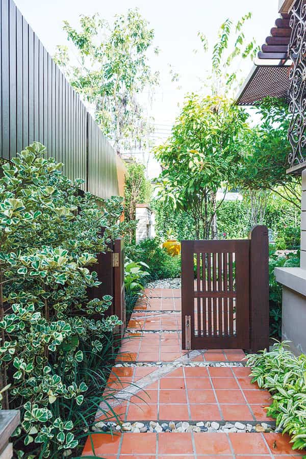 Cây Đa Tam Phúc (Si Thái cẩm thạch) | Giá Chỉ 139K