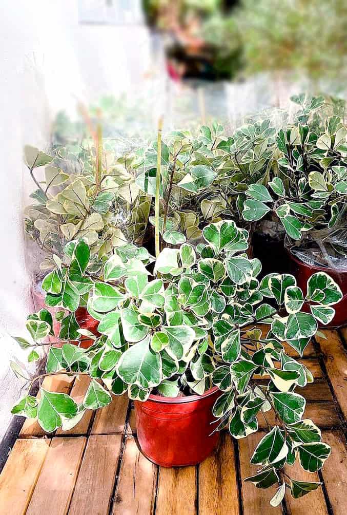 Cây Đa Tam Phúc (Si Thái cẩm thạch) | Giá Chỉ 139K