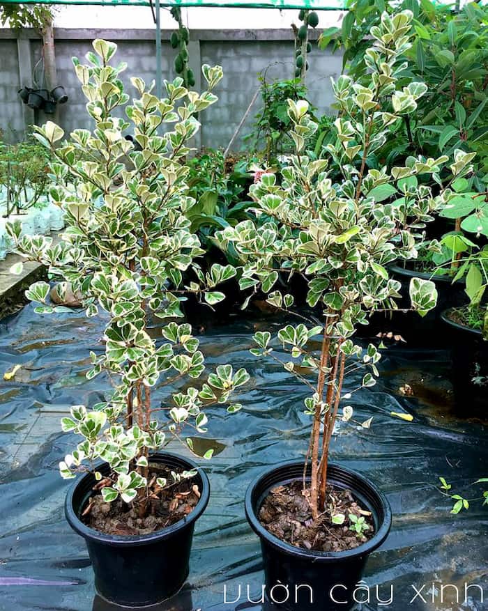 Cây Đa Tam Phúc (Si Thái cẩm thạch) | Giá Chỉ 139K