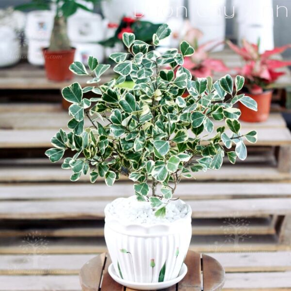 Cây Đa Tam Phúc (Si Thái cẩm thạch) | Giá Chỉ 139K