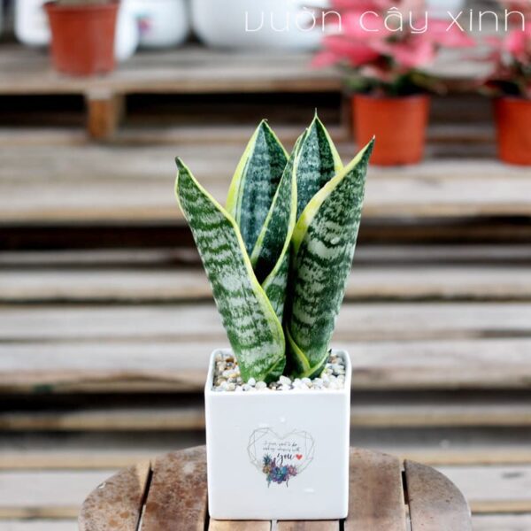 Cây lưỡi hổ mini để bàn | Vườn Cây Xinh