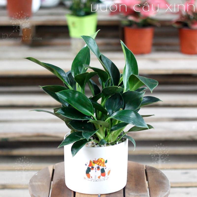 trau-ba-de-vuong-xanh-101 Cây trầu bà đế vương để bàn | Vườn Cây Xinh