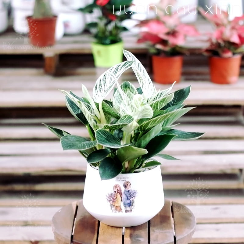 trau-ba-kim-cuong-1 Cây trầu bà kim cương để bàn | Vườn Cây Xinh