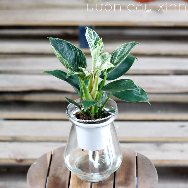 trau-ba-kim-cuong-thuy-sinh-1 Cây trầu bà kim cương thủy sinh để bàn | Vườn Cây Xinh