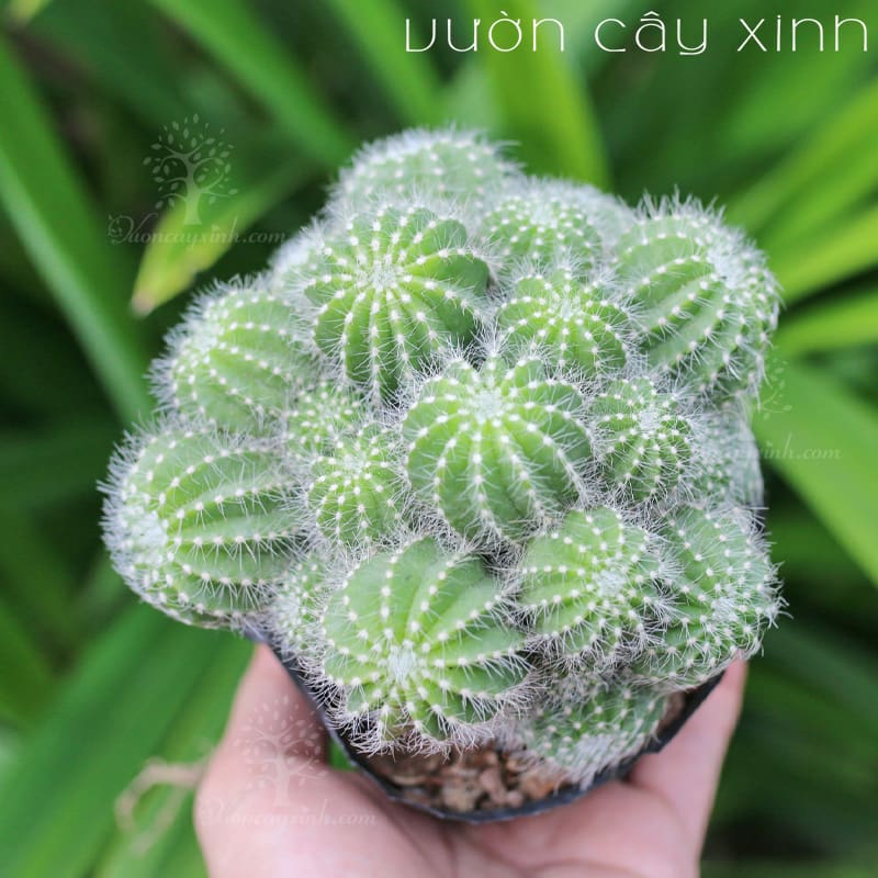 xuong-rong-khe-1 Xương rồng Khế (Xanh - Vàng) - Xương rồng bụi | Vườn Cây Xinh