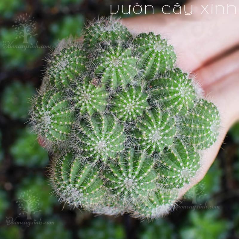 xuong-rong-khe-2 Xương rồng Khế (Xanh - Vàng) - Xương rồng bụi | Vườn Cây Xinh