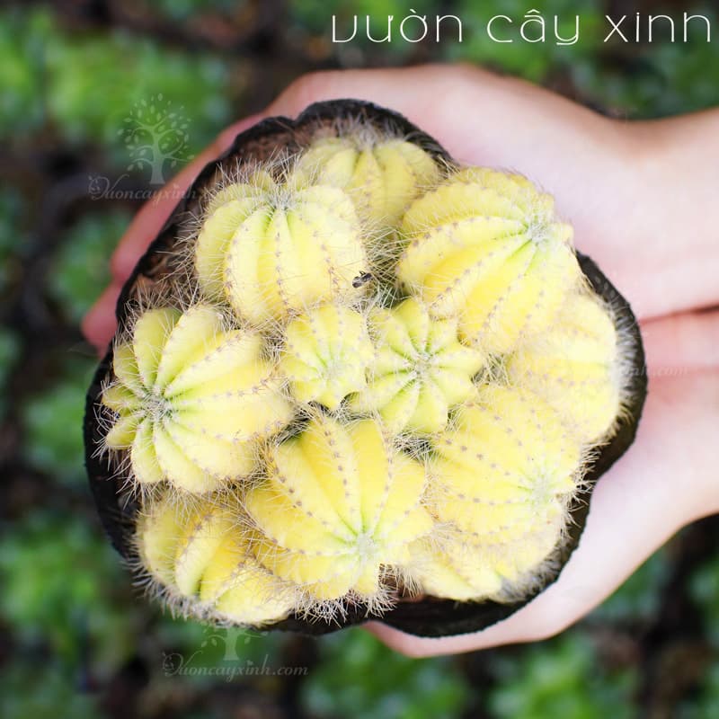 xuong-rong-khe-3 Xương rồng Khế (Xanh - Vàng) - Xương rồng bụi | Vườn Cây Xinh