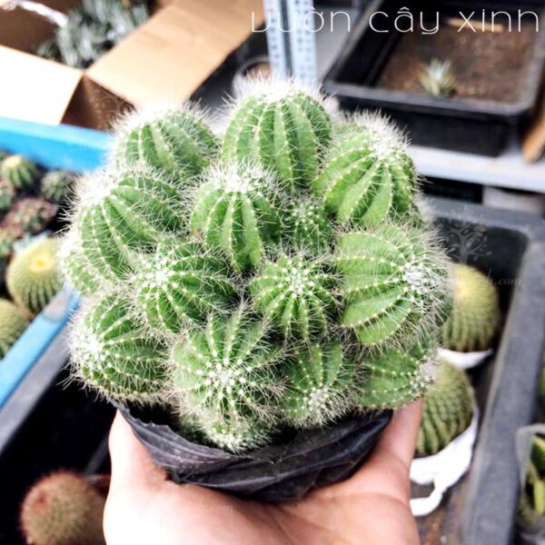 Xương rồng Khế (Xanh - Vàng) - Xương rồng bụi | Vườn Cây Xinh