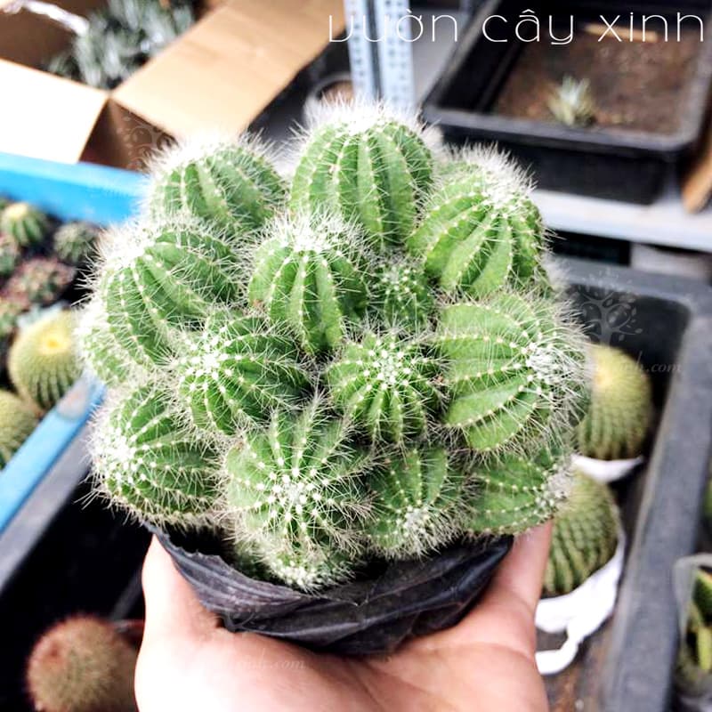 xuong-rong-khe-5 Xương rồng Khế (Xanh - Vàng) - Xương rồng bụi | Vườn Cây Xinh