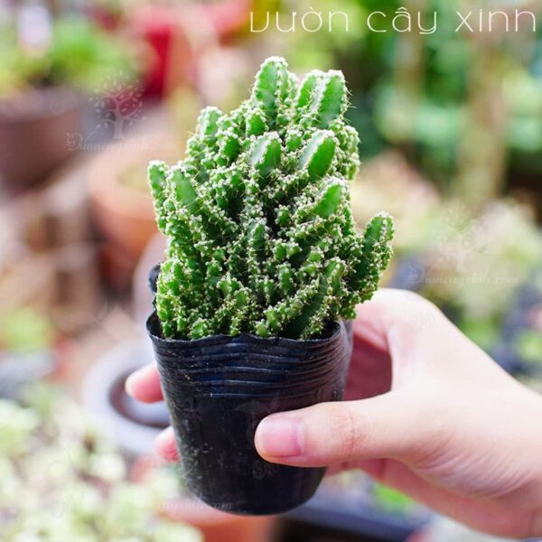 Xương Rồng Thanh Sơn - Xương Rồng Mini | Vườn Cây Xinh