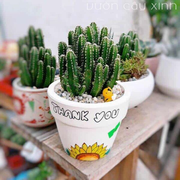 Xương Rồng Thanh Sơn - Xương Rồng Mini | Vườn Cây Xinh