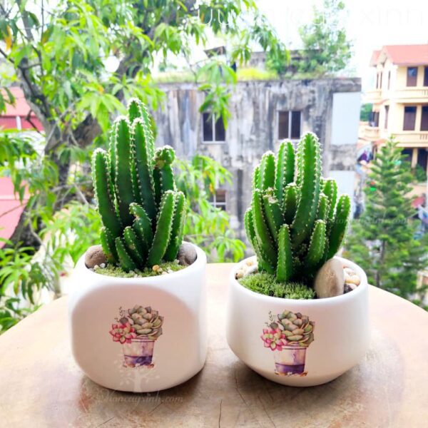 Xương Rồng Thanh Sơn - Xương Rồng Mini | Vườn Cây Xinh