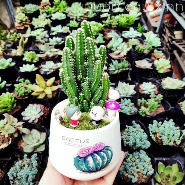 Xương Rồng Thanh Sơn - Xương Rồng Mini | Vườn Cây Xinh