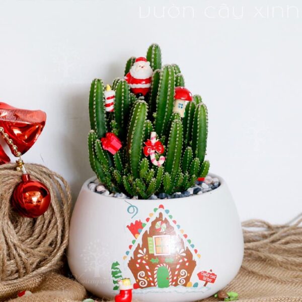 Xương Rồng Thanh Sơn - Xương Rồng Mini | Vườn Cây Xinh