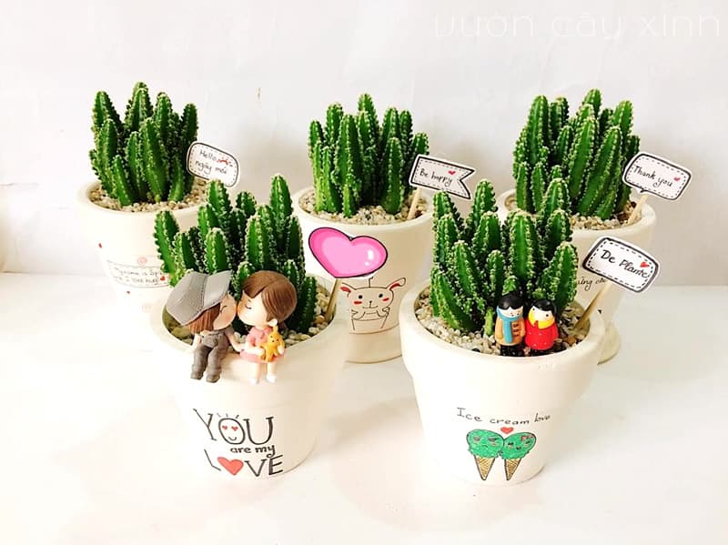 Xương Rồng Thanh Sơn - Xương Rồng Mini | Vườn Cây Xinh