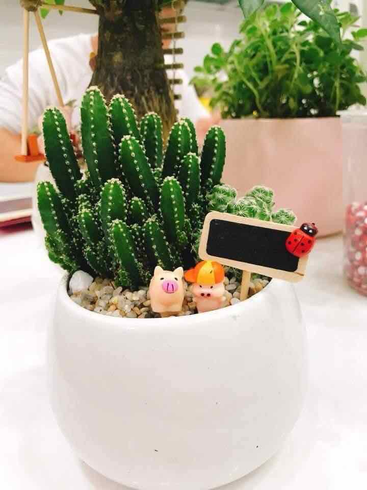 Xương Rồng Thanh Sơn - Xương Rồng Mini | Vườn Cây Xinh