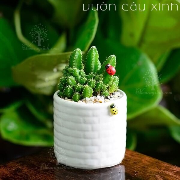 Xương Rồng Thanh Sơn - Xương Rồng Mini | Vườn Cây Xinh