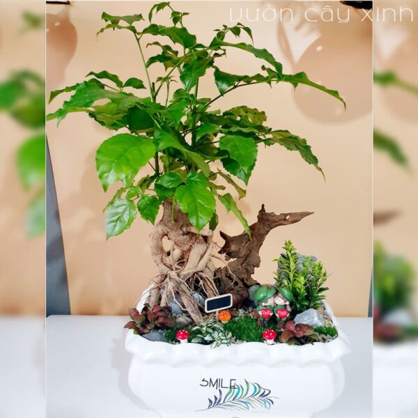 Cây hạnh phúc để bàn tiểu cảnh - Vườn cây xinh