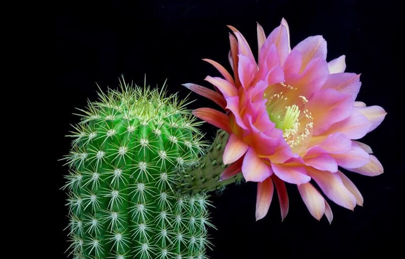 Xương rồng Khế nở hoa - Xương rồng bụi | Vườn Cây Xinh