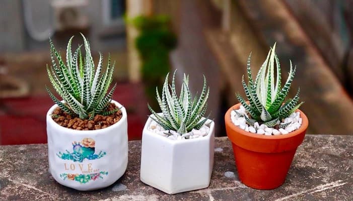 Cây móng rồng (Vuốt rồng) - Sen đá móng rồng | Vườn Cây Xinh