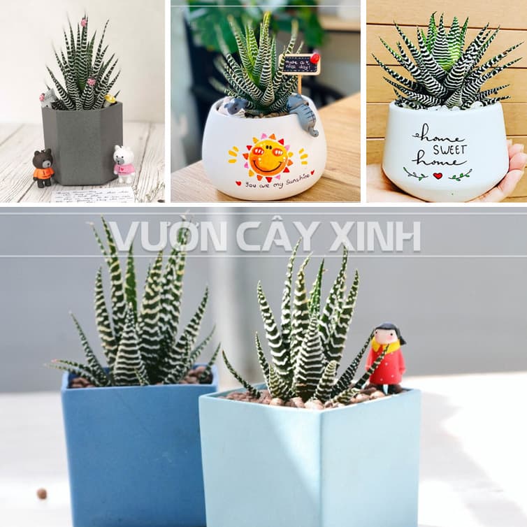 Cây móng rồng (Vuốt rồng) - Sen đá móng rồng | Vườn Cây Xinh