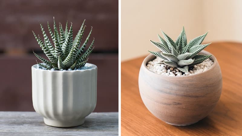 Cây móng rồng (Vuốt rồng) - Sen đá móng rồng | Vườn Cây Xinh