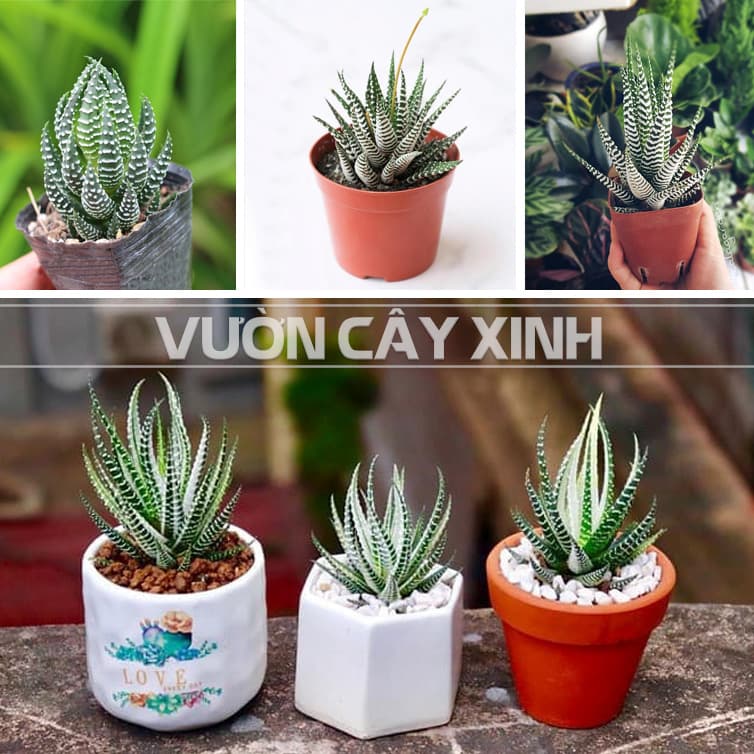 Cây móng rồng (Vuốt rồng) - Sen đá móng rồng | Vườn Cây Xinh