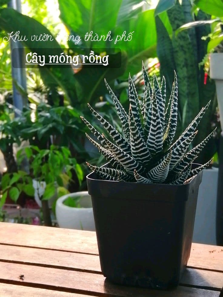 Cây móng rồng (Vuốt rồng) - Sen đá móng rồng | Vườn Cây Xinh