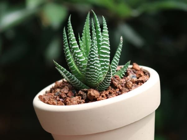 Cây móng rồng cúp (Vuốt rồng) - Sen đá móng rồng | Vườn Cây Xinh