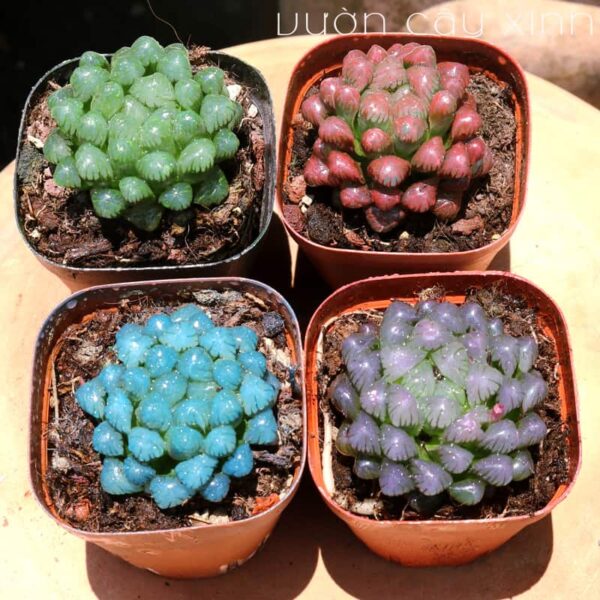 Sen đá kim cương - Sen đá ngọc Haworthia Cooperi | Sen đá mini