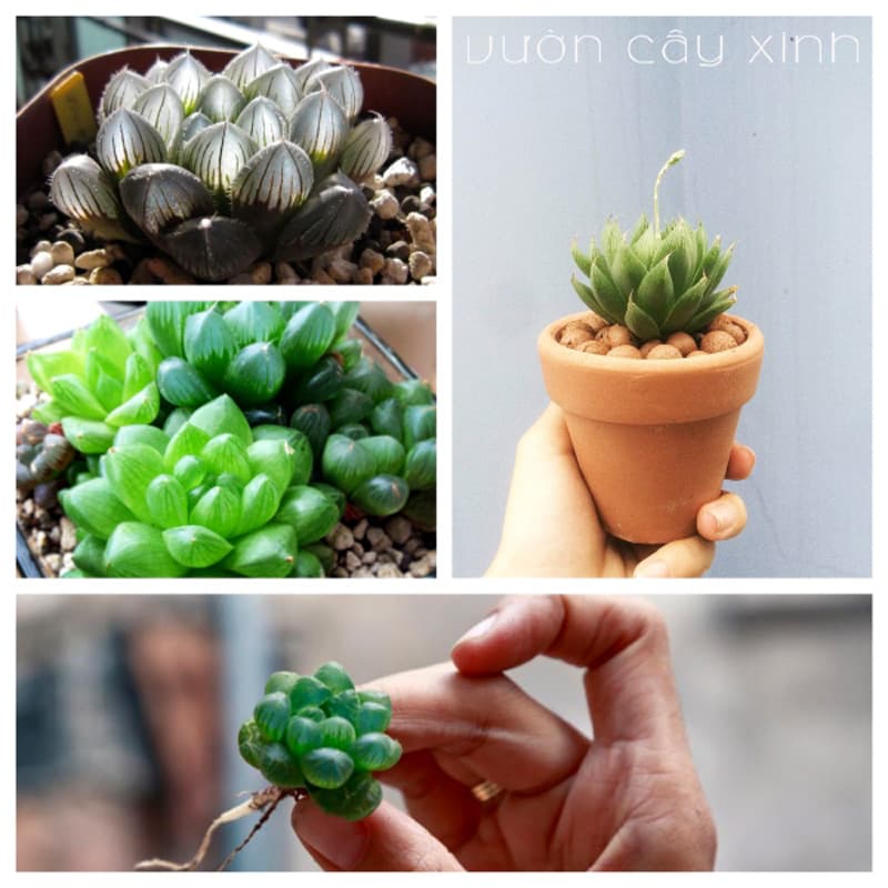 Sen đá kim cương - Sen đá ngọc Haworthia Cooperi | Sen đá mini