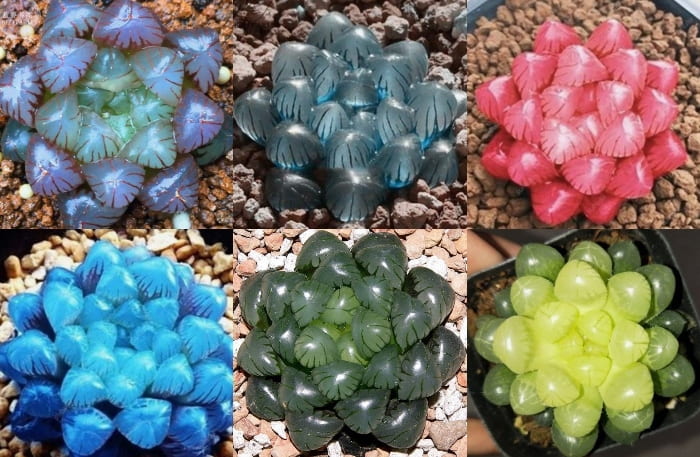 Sen đá kim cương - Sen đá ngọc Haworthia Cooperi | Sen đá mini