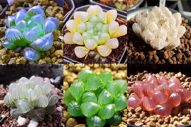 Sen đá kim cương - Sen đá ngọc Haworthia Cooperi | Sen đá mini