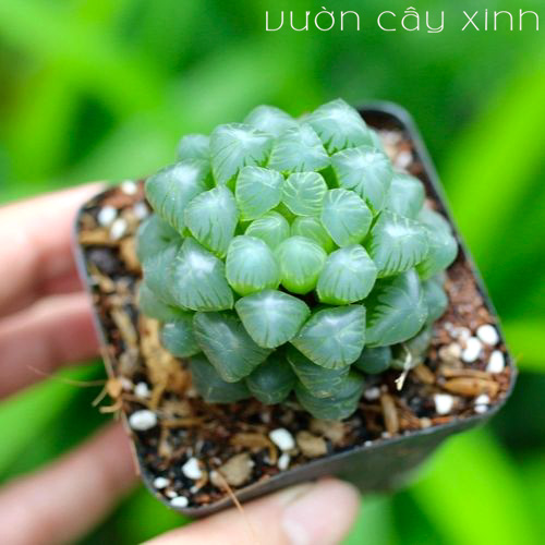 Sen đá kim cương - Sen đá ngọc Haworthia Cooperi | Sen đá mini