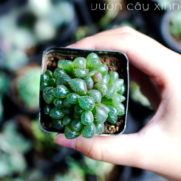 Sen đá kim cương - Sen đá ngọc Haworthia Cooperi | Sen đá mini