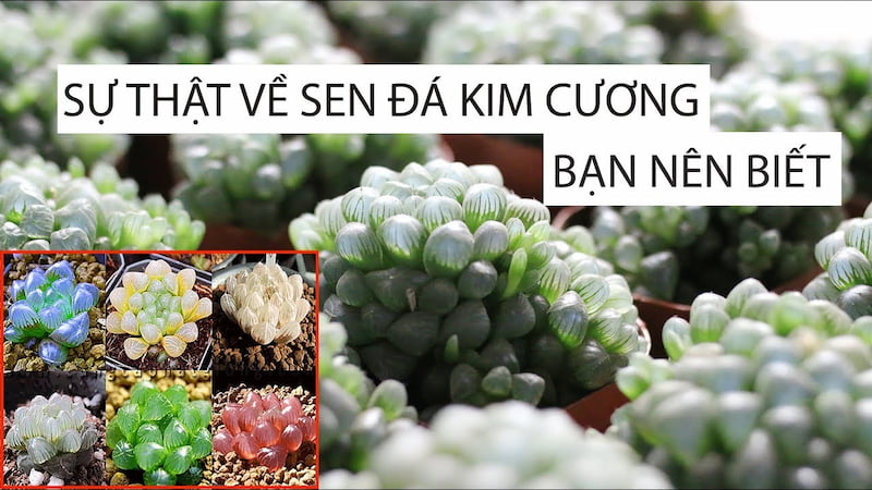 Sen đá kim cương - Sen đá ngọc Haworthia Cooperi | Sen đá mini