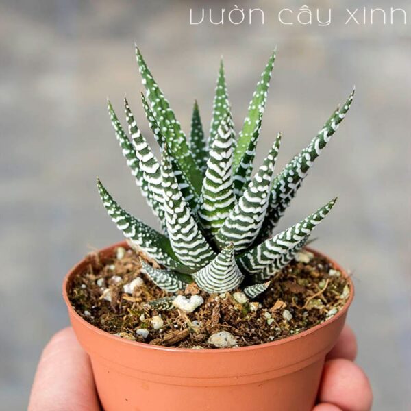 Cây móng rồng (Vuốt rồng) - Sen đá móng rồng | Vườn Cây Xinh