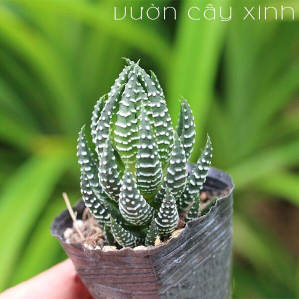 Cây móng rồng (Vuốt rồng) - Sen đá móng rồng | Vườn Cây Xinh