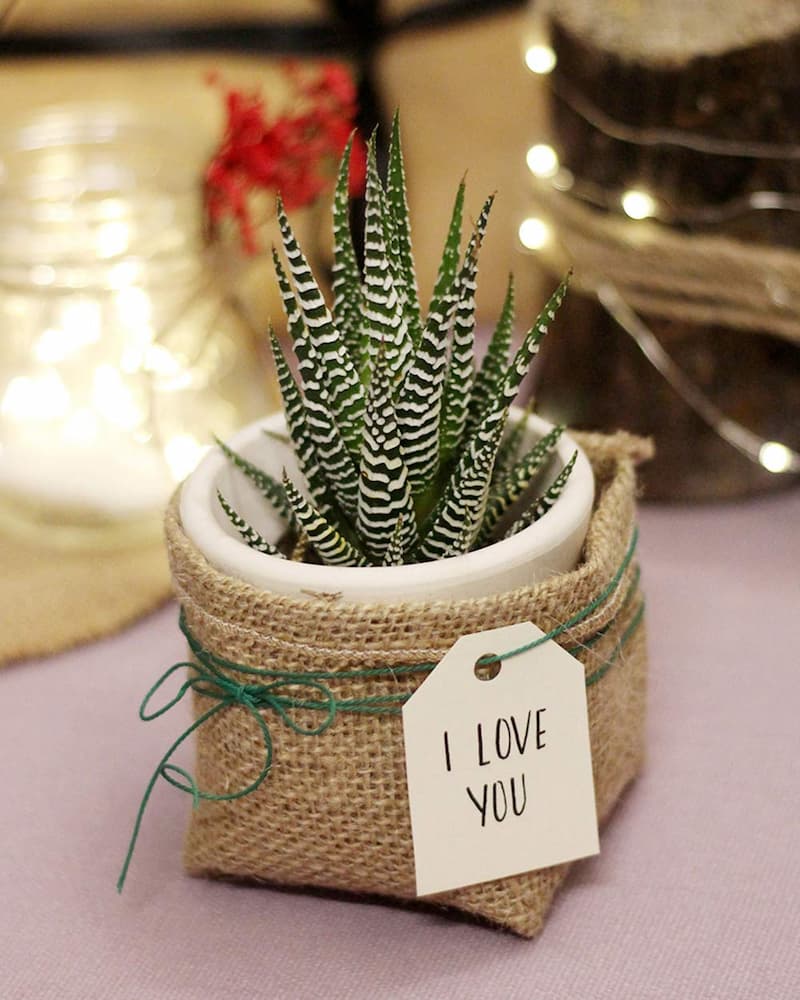 Cây móng rồng (Vuốt rồng) - Sen đá móng rồng | Vườn Cây Xinh