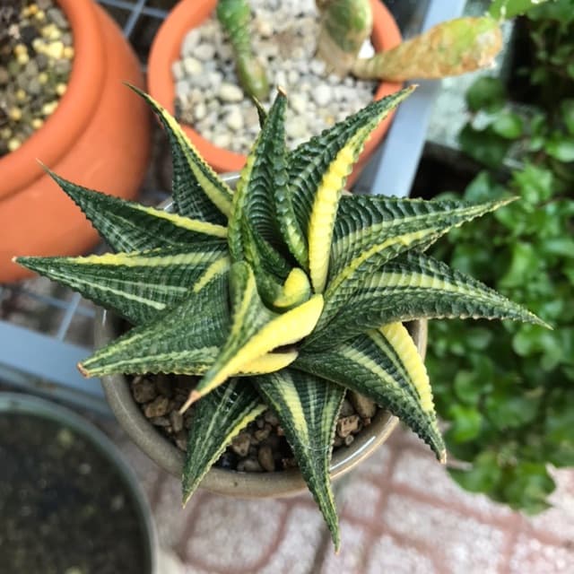 Cây móng rồng Var (Vuốt rồng) - Sen đá móng rồng | Vườn Cây Xinh