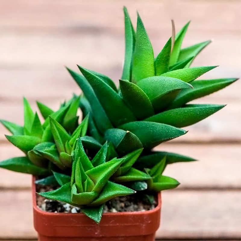 Cây móng rồng xanh (Vuốt rồng) - Sen đá móng rồng | Vườn Cây Xinh