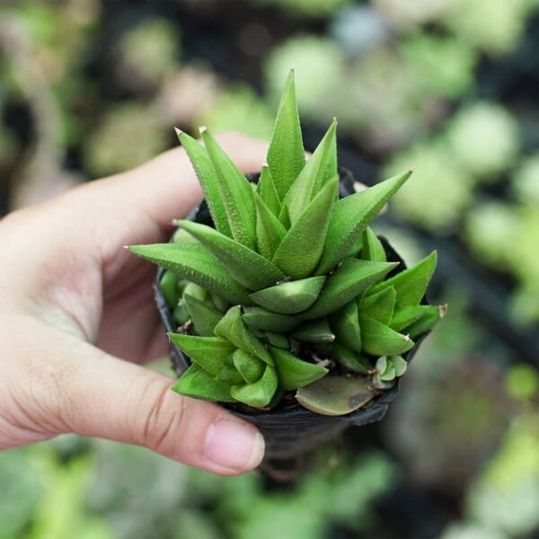 Cây móng rồng xanh (Vuốt rồng) - Sen đá móng rồng | Vườn Cây Xinh