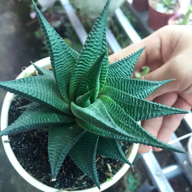 Cây móng rồng xoáy (Vuốt rồng) - Sen đá móng rồng | Vườn Cây Xinh