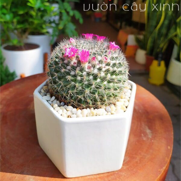 Cây Xương Rồng Bánh Sinh Nhật - Giá từ 69K | Vườn Cây Xinh