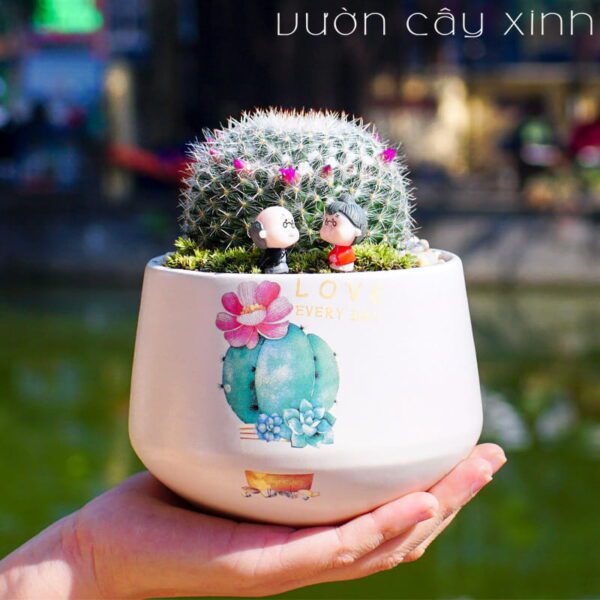 Cây Xương Rồng Bánh Sinh Nhật - Giá từ 69K | Vườn Cây Xinh