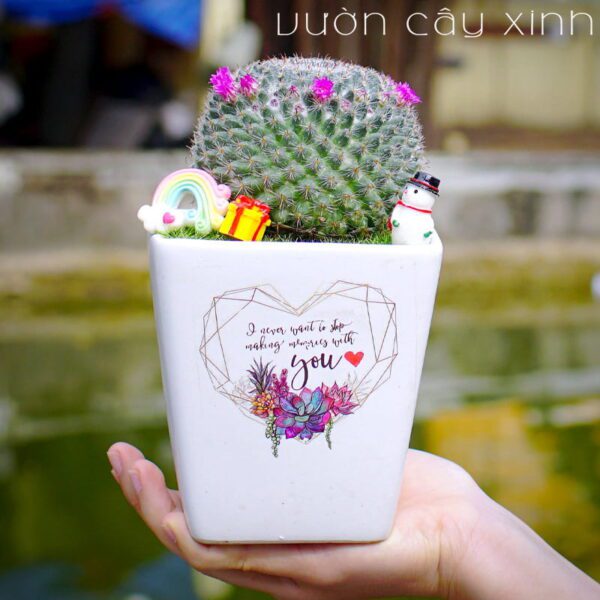 Cây Xương Rồng Bánh Sinh Nhật - Giá từ 69K | Vườn Cây Xinh