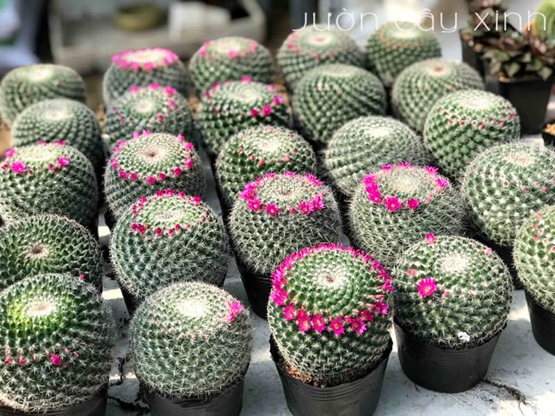 Cây Xương Rồng Bánh Sinh Nhật - Giá từ 69K | Vườn Cây Xinh