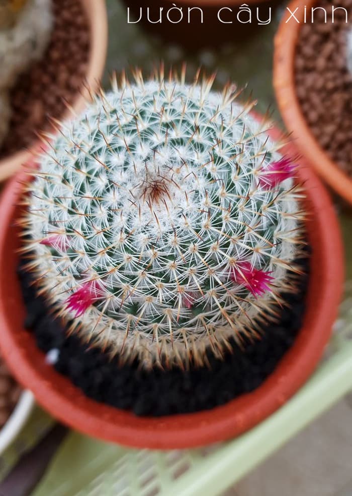 Cây Xương Rồng Sinh Nhật - Giá từ 69K | Vườn Cây Xinh