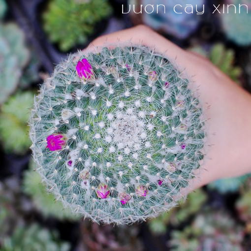 Cây Xương Rồng Bánh Sinh Nhật - Giá từ 69K | Vườn Cây Xinh